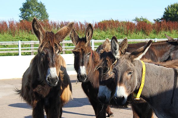 The Donkey Sanctuary